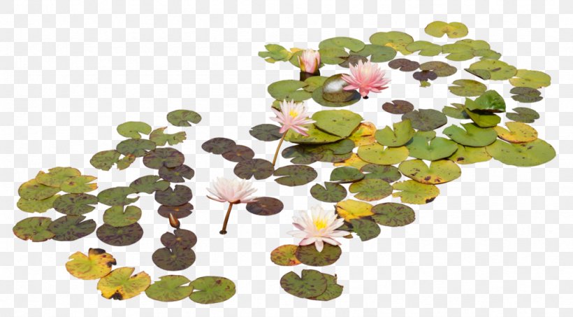 Nelumbo Nucifera Leaf Lotus Effect, PNG, 1024x566px, Nelumbo Nucifera, Art, Flower, Green, Houseplant Download Free