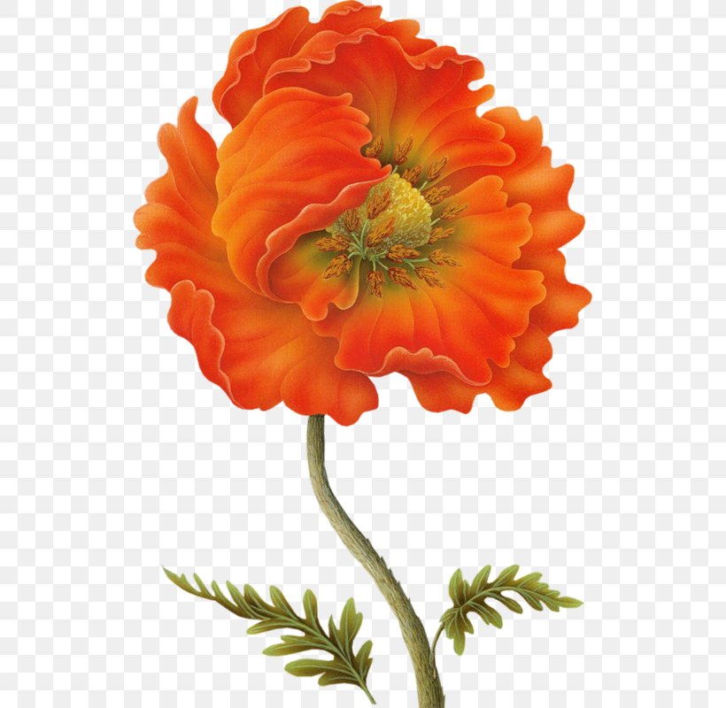 Poppy Flower Painting Drawing Clip Art, PNG, 519x800px, Poppy, Annual Plant, Art, Cut Flowers, Drawing Download Free