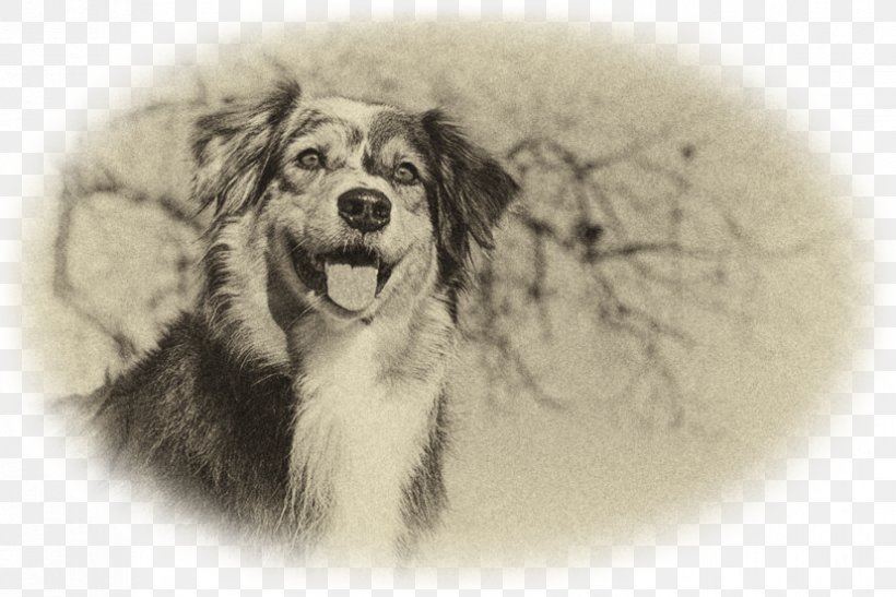 Dog Breed Australian Shepherd Puppy Companion Dog Snout, PNG, 827x552px, Dog Breed, Australian Shepherd, Black And White, Breed, Carnivoran Download Free