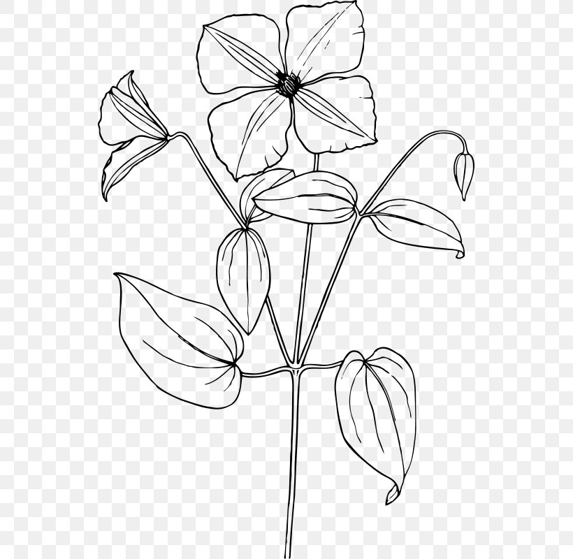 Flower Line Art, PNG, 539x800px, Drawing, Blackandwhite, Coloring Book, Flower, Herbaceous Plant Download Free