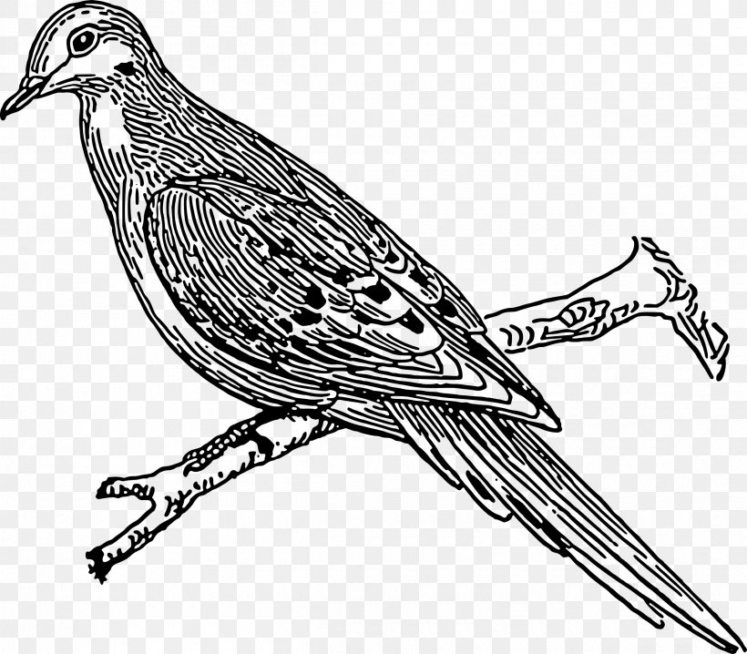 Columbidae Drawing Clip Art, PNG, 2400x2103px, Columbidae, Art, Artwork, Beak, Bird Download Free