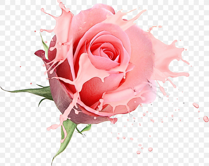 Garden Roses, PNG, 2600x2070px, Watercolor, Bouquet, Bud, Cut Flowers, Floral Design Download Free