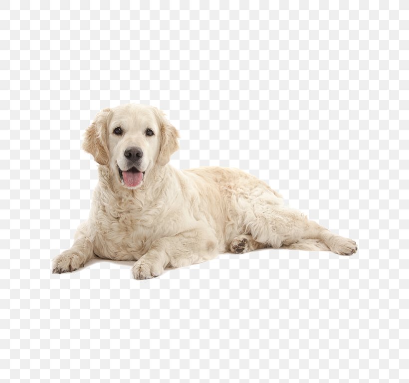 Golden Retriever Puppy Labrador Retriever Dog Breed Companion Dog, PNG, 768x768px, Golden Retriever, Animal, Breed, Carnivoran, Companion Dog Download Free