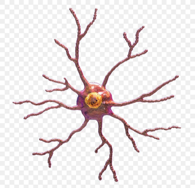 Microglia Nervous System Astrocyte Cell, PNG, 774x794px, Watercolor, Cartoon, Flower, Frame, Heart Download Free