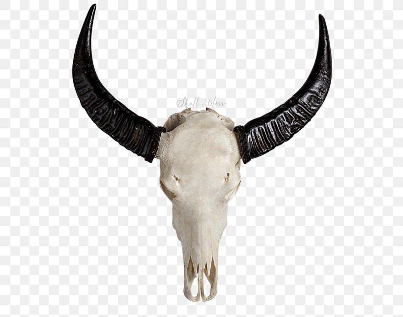 Skull Horn Bone Cattle, PNG, 645x645px, Skull, Animal, Animal Skulls, Bone, Bovine Download Free