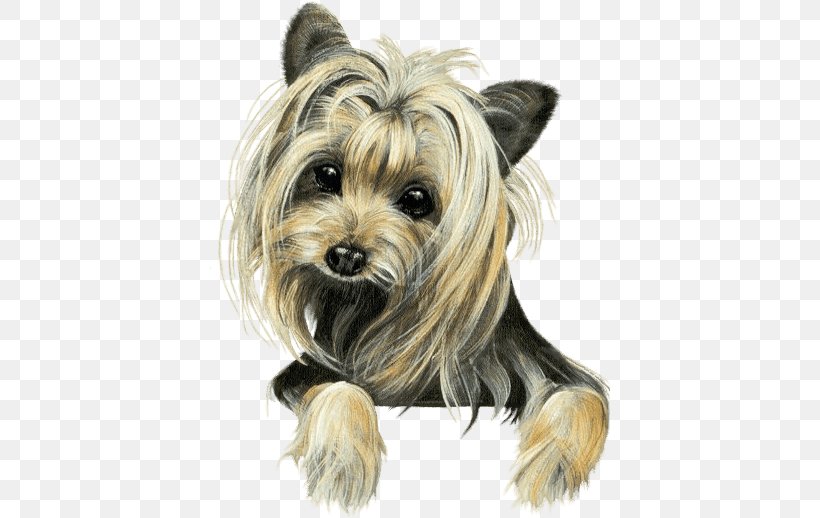 Yorkshire Terrier Australian Silky Terrier Cairn Terrier Morkie Companion Dog, PNG, 400x518px, Yorkshire Terrier, American Staffordshire Terrier, Australian Silky Terrier, Biewer Terrier, Border Terrier Download Free