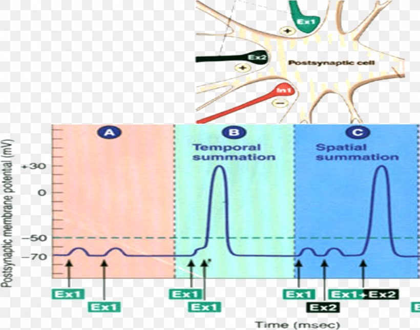 Excitatory Postsynaptic Potential Action Potential Neuron Membrane Potential, PNG, 1019x801px, Postsynaptic Potential, Action Potential, Area, Cell Membrane, Diagram Download Free