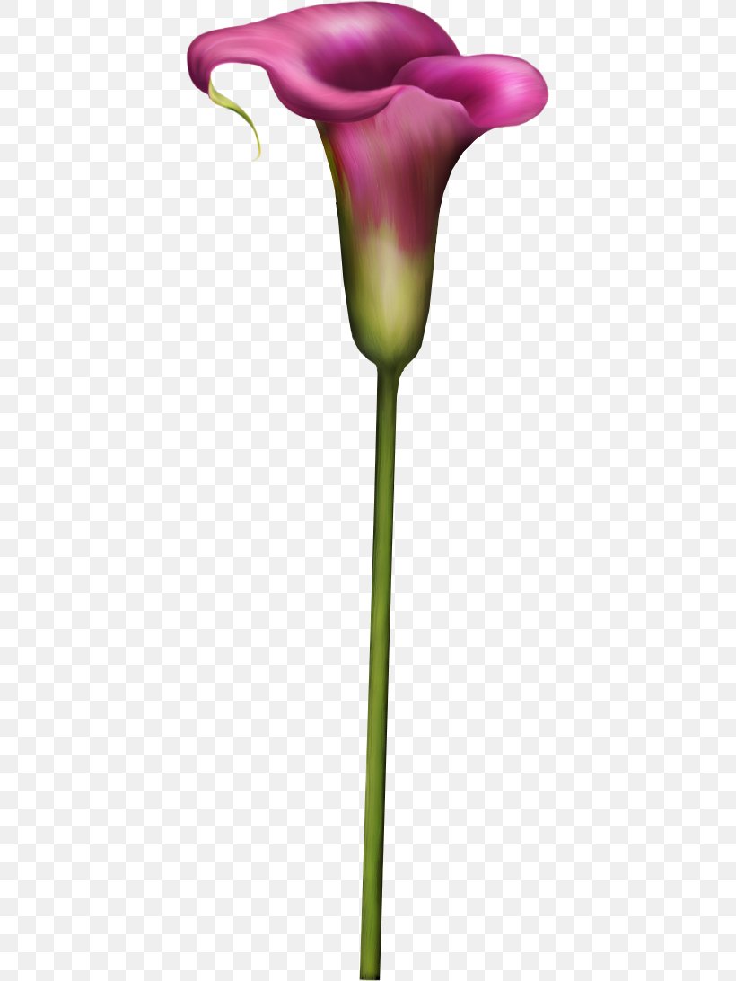 Petal Cut Flowers Tulip Plant Stem, PNG, 405x1092px, Petal, Color, Cut Flowers, Flora, Flower Download Free