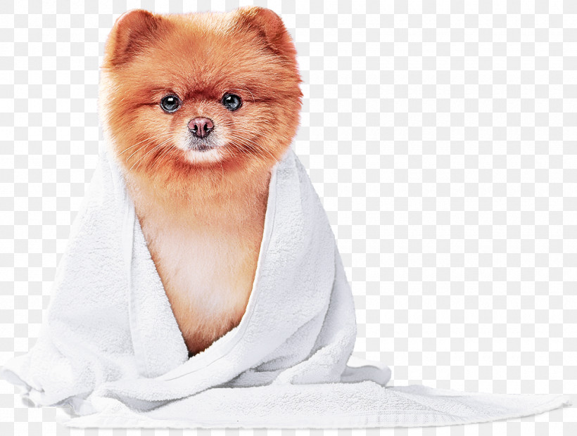 Pomeranian German Spitz Snout Companion Dog Fur, PNG, 1000x757px, Pomeranian, Breed, Companion Dog, Dog, Fur Download Free