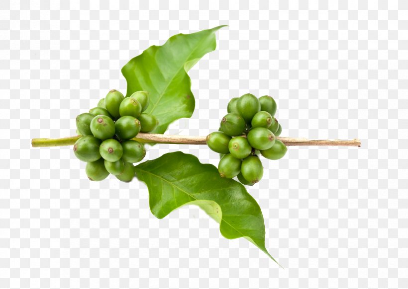 Green Coffee Extract Arabica Coffee Coffee Bean, PNG, 1677x1192px, Coffee, Antiobesity Medication, Arabica Coffee, Coffea, Coffee Bean Download Free