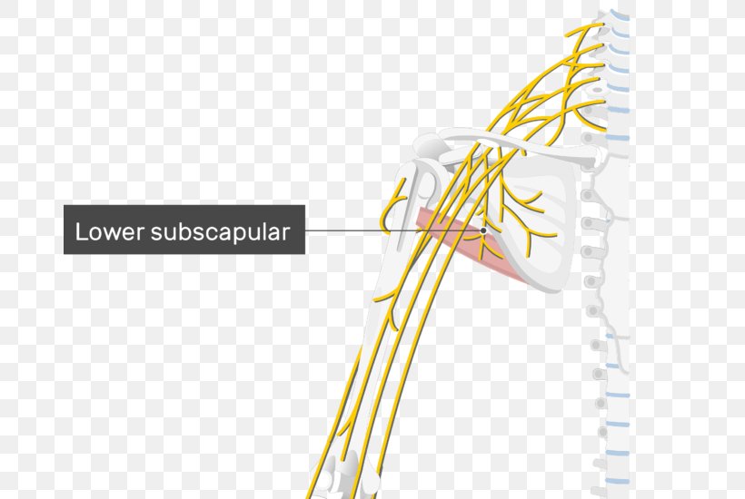 Thoracodorsal Nerve Lower Subscapular Nerve Upper Subscapular Nerve Thoracodorsal Artery, PNG, 680x550px, Thoracodorsal Nerve, Anatomy, Brachial Plexus, Cervical Spinal Nerve 6, Human Body Download Free