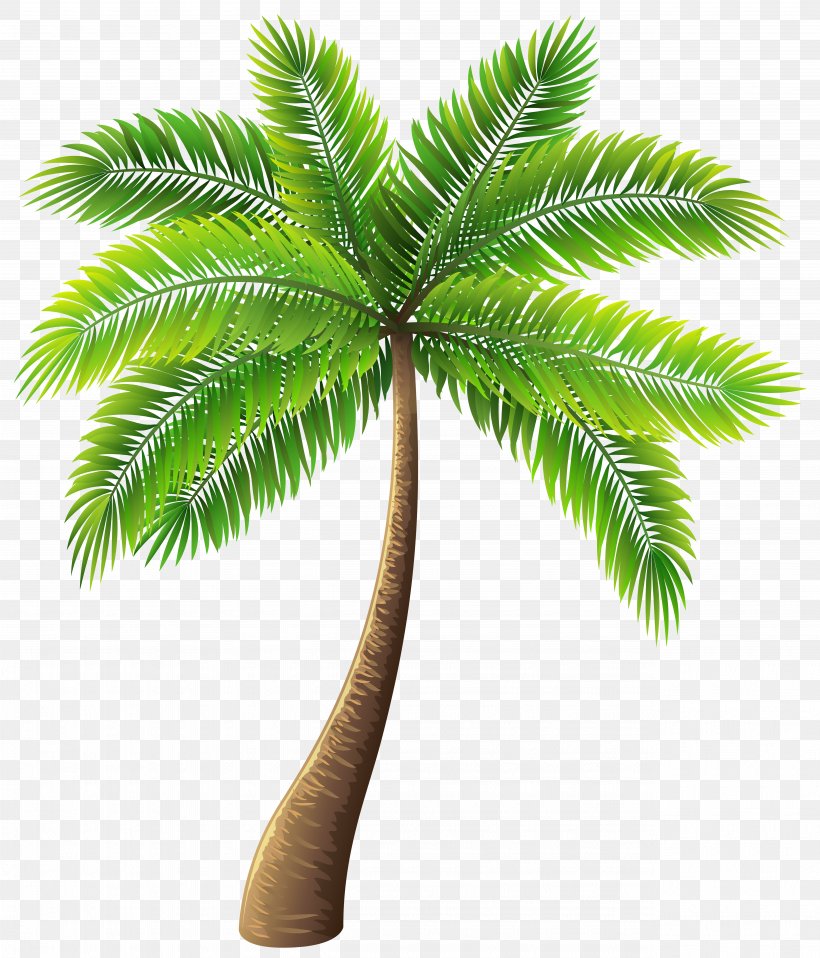 Archontophoenix Alexandrae Tree Clip Art, PNG, 5134x6000px, Archontophoenix Alexandrae, Archontophoenix, Arecaceae, Arecales, Attalea Speciosa Download Free