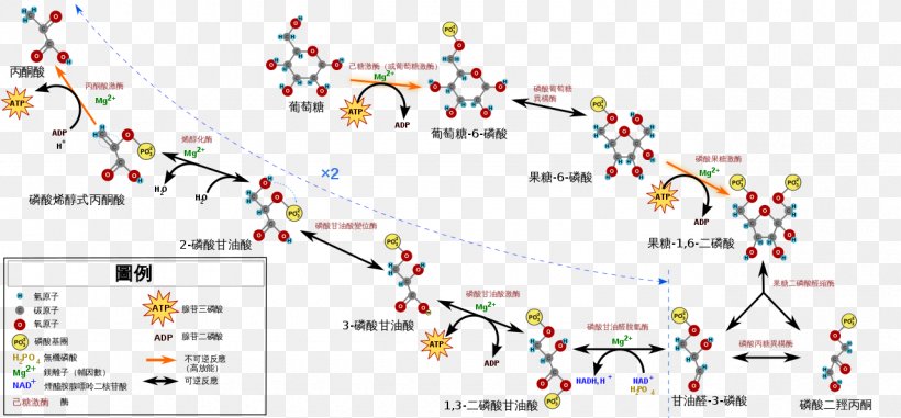 Glycolysis Adenosine Triphosphate Citric Acid Cycle Cellular Respiration Pyruvic Acid, PNG, 1280x595px, Glycolysis, Adenosine Triphosphate, Aerobic Organism, Anaerobic Respiration, Area Download Free