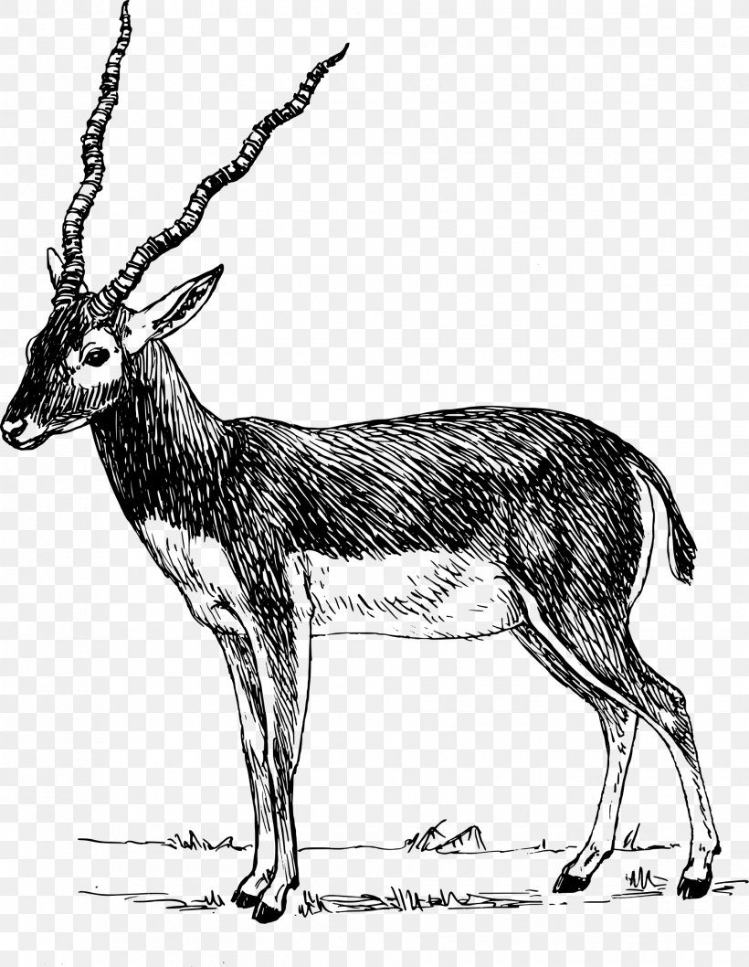 Antelope Pronghorn Impala Clip Art, PNG, 1860x2400px, Antelope, Addax, Antler, Black And White, Cow Goat Family Download Free