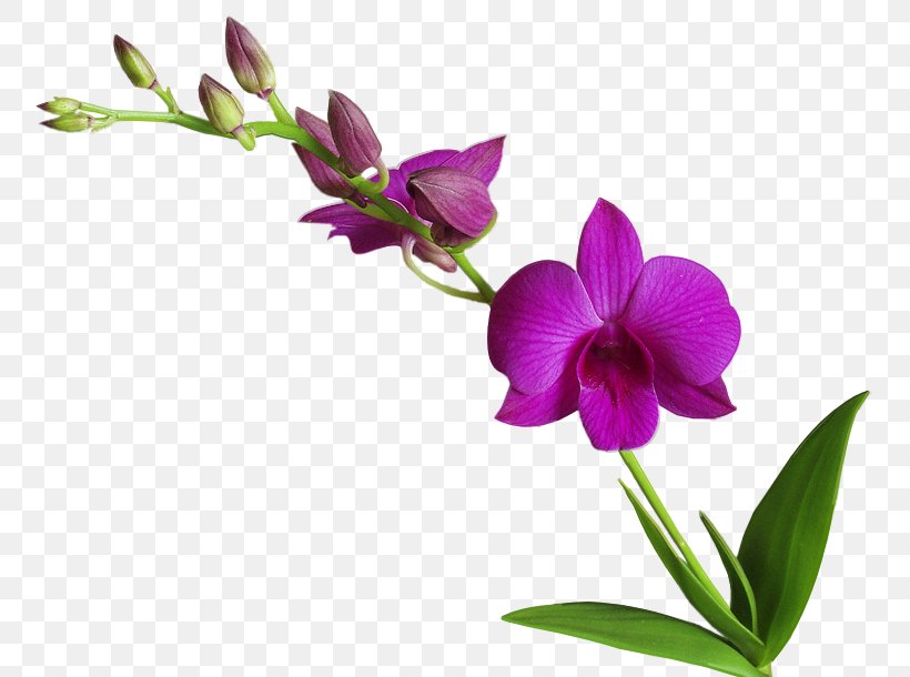Flower Rose, PNG, 760x610px, Flower, Branch, Cattleya, Cut Flowers, Dendrobium Download Free