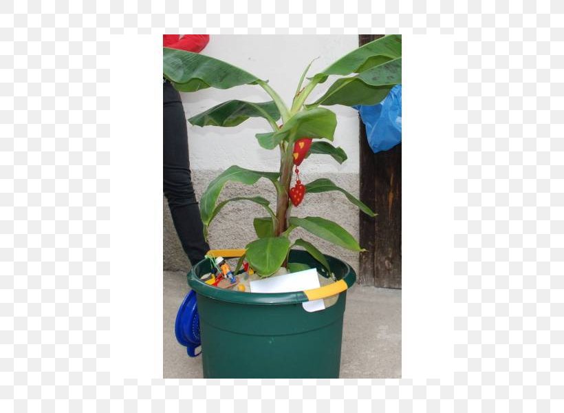 Flowerpot Plastic Houseplant Leaf Herb, PNG, 800x600px, Flowerpot, Flora, Herb, Houseplant, Leaf Download Free