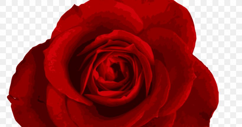 Garden Roses Clip Art Image Cabbage Rose Floribunda, PNG, 1200x630px, Garden Roses, Annual Plant, Beauty, Cabbage Rose, Camellia Download Free