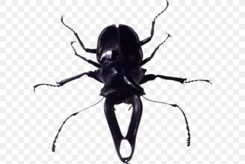 Insect Image File Formats, PNG, 600x551px, Insect, Arthropod, Beetle, Black And White, Image File Formats Download Free