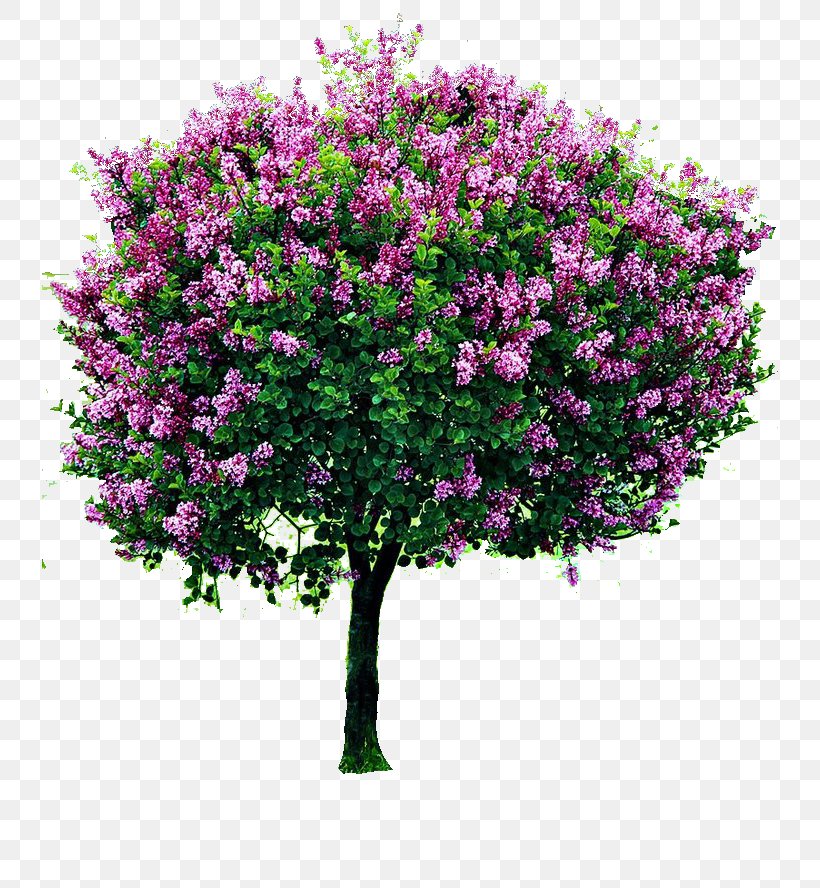 Shrub Lilac Tree Pruning Garden, PNG, 736x888px, Shrub, Box, Branch, Burning Bush, Cut Flowers Download Free