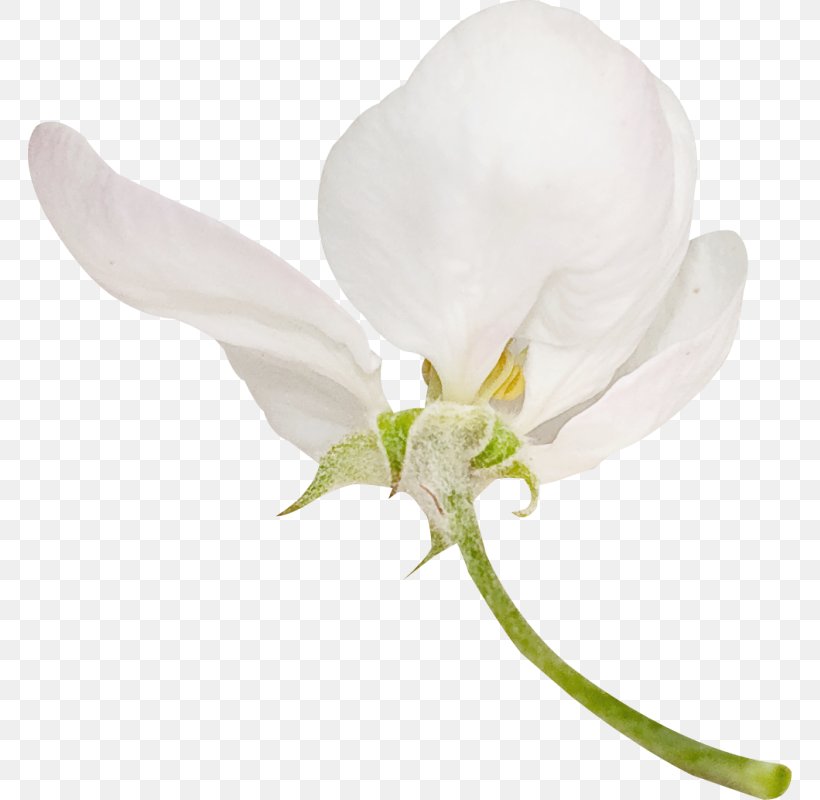 White Petal Flower Clip Art, PNG, 764x800px, White, Art, Color, Cut Flowers, Flower Download Free