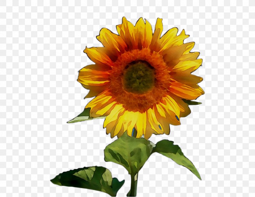 Sunflower Orange S.A., PNG, 1431x1106px, Sunflower, Annual Plant, Asterales, Calendula, Cuisine Download Free