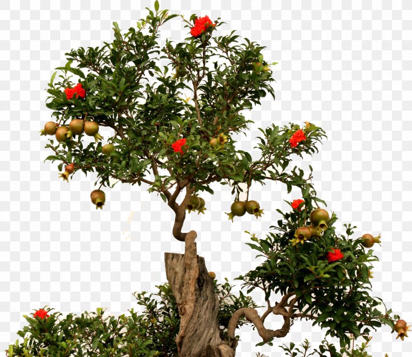 Bonsai Tree Pomegranate Fruit Root, PNG, 2584x2240px, Pomegranate Juice, Bonsai, Branch, Catalpa, Chinese Garden Download Free