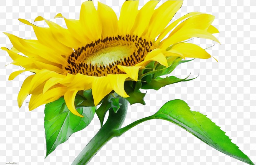 Flowers Background, PNG, 1325x856px, Watercolor, Asterales, Common Sunflower, Cut Flowers, Daisy Family Download Free