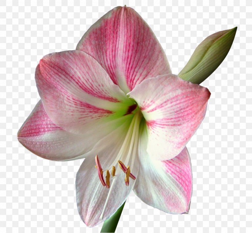Jersey Lily Amaryllis Bulb, PNG, 1280x1186px, Lily, Amaryllis, Amaryllis Belladonna, Amaryllis Family, Anthurium Download Free