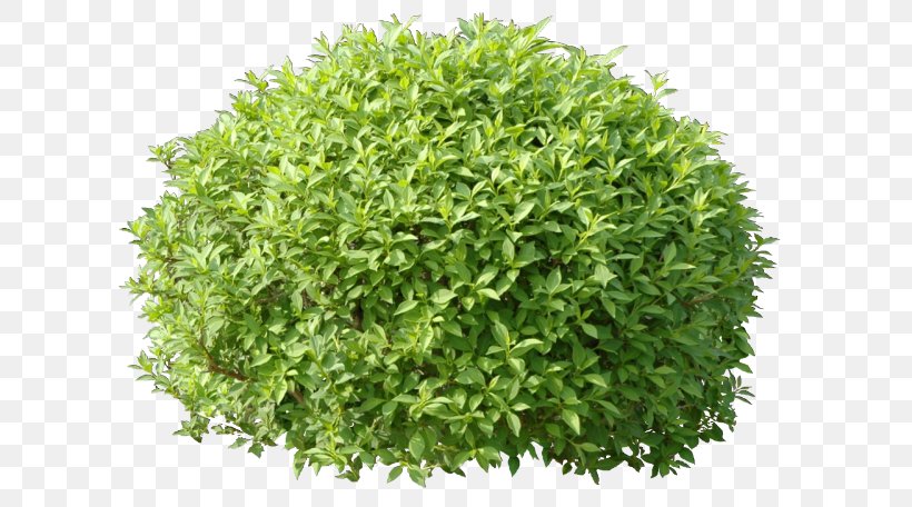 Shrub Hedge Treelet Material, PNG, 640x456px, Shrub, Cedar, Grass, Hedge, Herb Download Free
