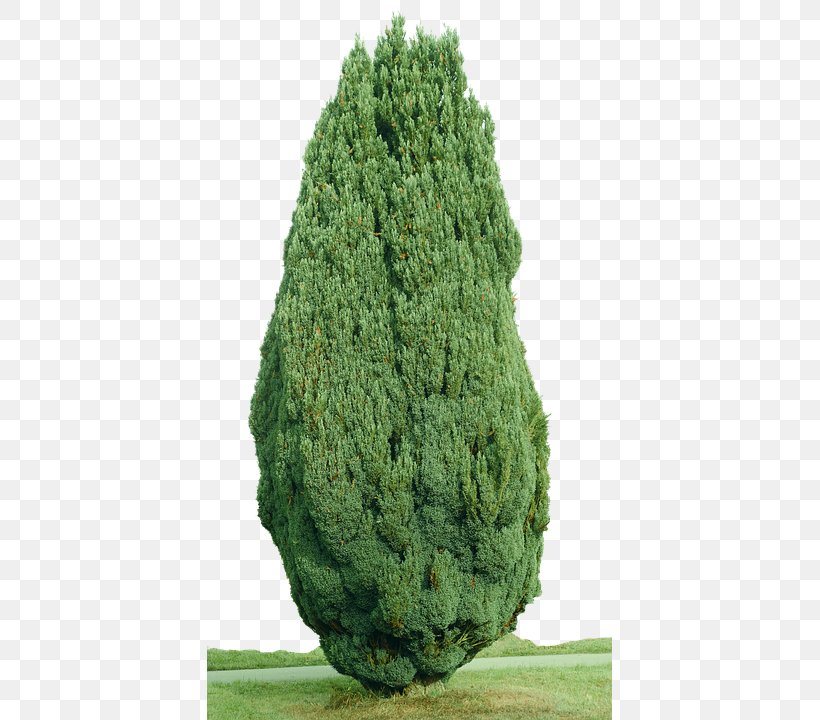 Spruce Mediterranean Cypress Evergreen Tree, PNG, 405x720px, Spruce, Biome, Conifer, Cupressus, Cypress Download Free