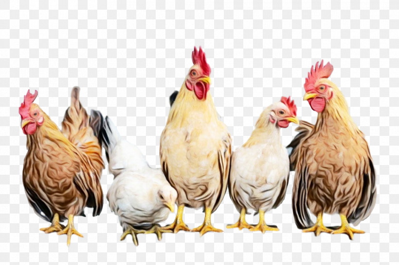 Chicken Rooster Bird Comb Fowl, PNG, 960x640px, Watercolor, Beak, Bird, Chicken, Comb Download Free