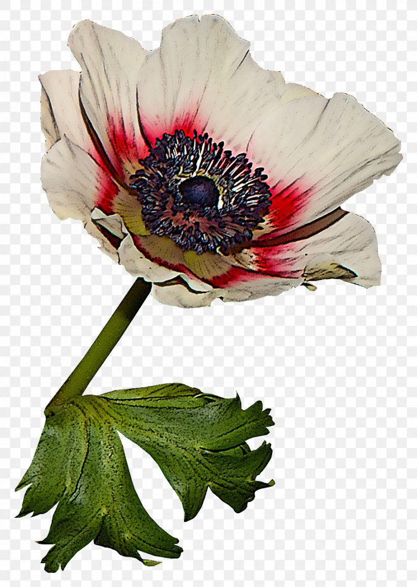 Flower Plant Petal Oriental Poppy Anemone, PNG, 909x1279px, Flower, Anemone, Barberton Daisy, Gerbera, Oriental Poppy Download Free