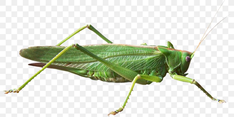 Grasshopper Locust Cricket Clip Art, PNG, 800x412px, Grasshopper, Archive File, Arthropod, Cricket, Cricket Like Insect Download Free