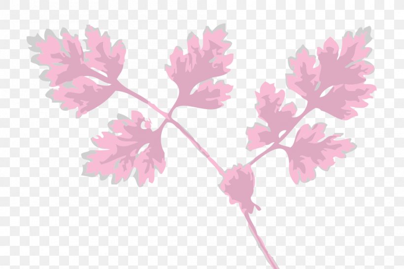 Herb Chervil Leaf Plant Clip Art, PNG, 1000x668px, Herb, Anthriscus, Blossom, Branch, Cherry Blossom Download Free
