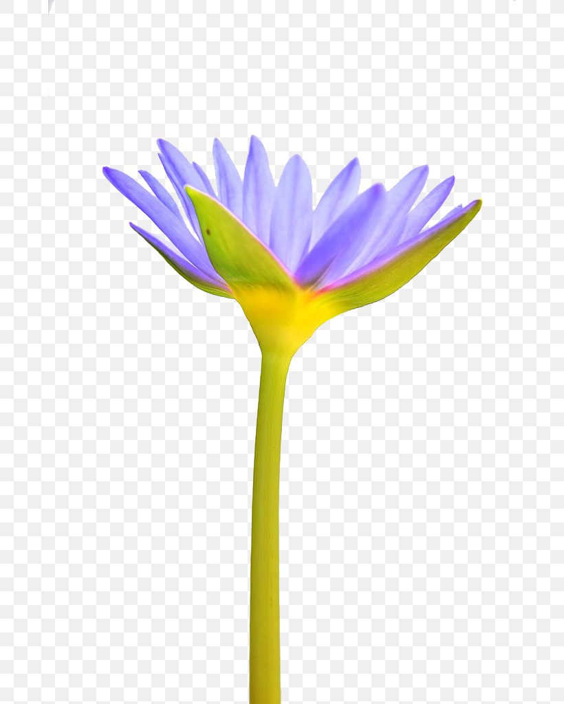 Pygmy Water-lily Flower Petal Plant, PNG, 680x1024px, Pygmy Waterlily, Daisy, Daisy Family, Flora, Flower Download Free