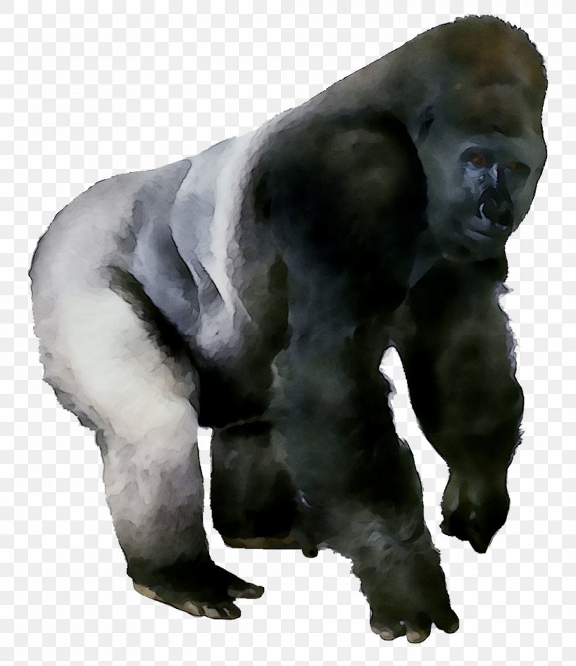 Western Gorilla Pan Fur Terrestrial Animal Snout, PNG, 1062x1227px, Western Gorilla, Animal, Art, Fur, Gorilla Download Free