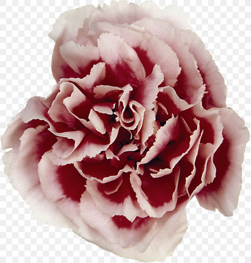 Carnation Flower Syzygium Aromaticum Rose, PNG, 1104x1160px, Carnation, Cut Flowers, Floribunda, Flower, Flowering Plant Download Free