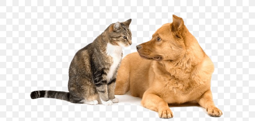 Dog–cat Relationship Kitten Puppy Veterinarian, PNG, 640x391px, Dog, Animal, Animal Rescue Group, Breed, Carnivoran Download Free