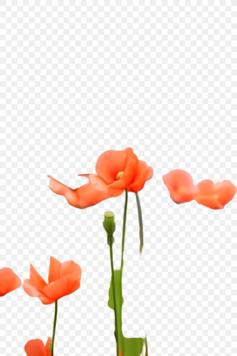 Flowers Background, PNG, 1632x2448px, Poppy Flower, Bloom, Blossom, Coquelicot, Cut Flowers Download Free