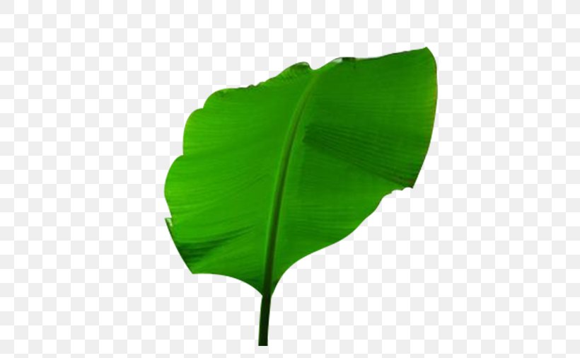 Musa Basjoo Banana Leaf, PNG, 507x506px, Musa Basjoo, Banana, Banana Leaf, Green, Leaf Download Free