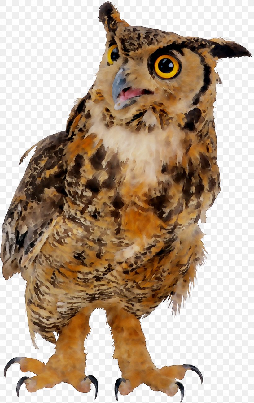 Owl Beak Fauna Feather Animal, PNG, 1668x2651px, Owl, Animal, Beak, Bird, Bird Of Prey Download Free