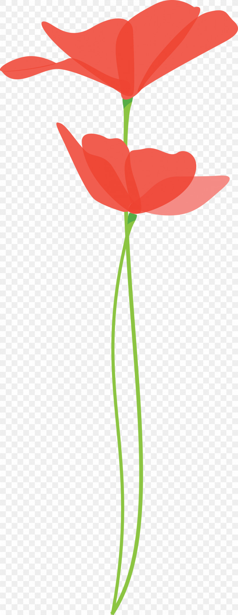 Poppy Flower, PNG, 1162x3000px, Poppy Flower, Anthurium, Coquelicot, Cut Flowers, Flower Download Free