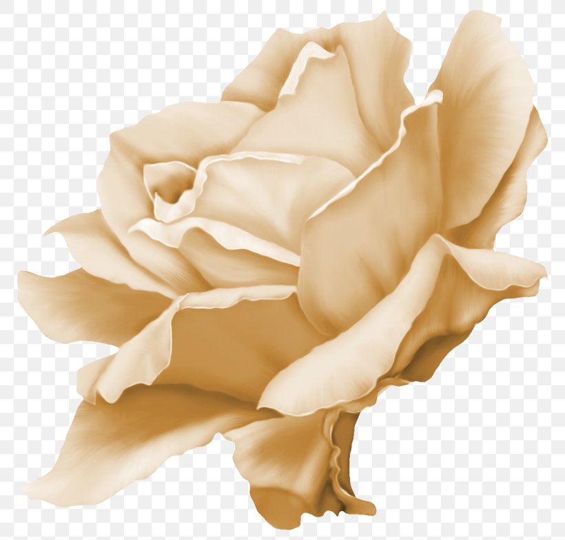 Image Clip Art JPEG Pink, PNG, 800x785px, Pink, Beige, Flower, Garden Roses, Gardenia Download Free