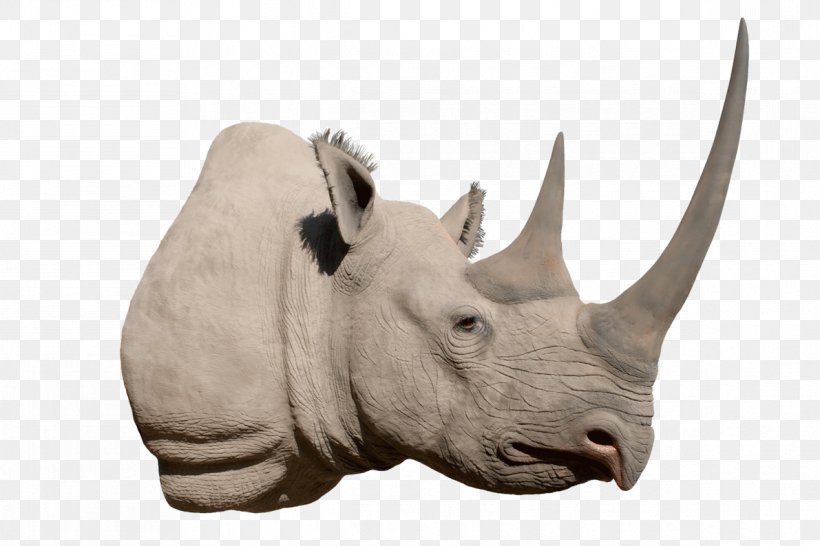 Western Black Rhinoceros Horn Hippopotamus Elephant, PNG, 1191x794px, Rhinoceros, Animal, Black Rhinoceros, Cattle Like Mammal, Elephant Download Free