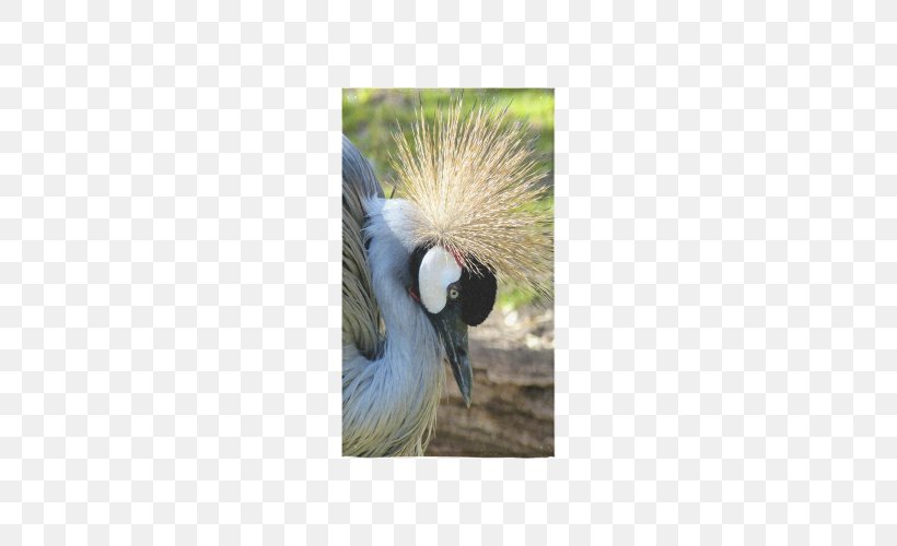 Bird Crane Beak Feather Wing, PNG, 500x500px, Bird, Beak, Crane, Crane Like Bird, Fauna Download Free