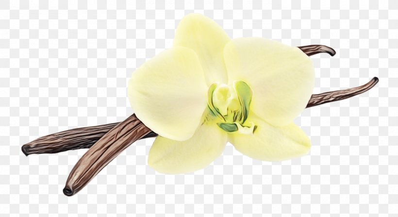 Flower Plant Vanilla Yellow Flowering Plant, PNG, 1500x818px, Watercolor, Amaryllis Belladonna, Dendrobium, Flower, Flowering Plant Download Free