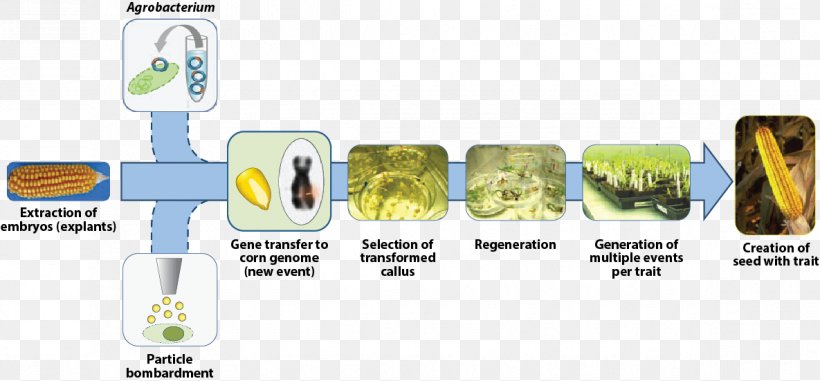 Genetically Modified Organism Science Genetically Modified Crops Scientific Method Genetic Engineering, PNG, 1185x551px, Genetically Modified Organism, Agrobacterium Tumefaciens, Area, Brand, Crop Download Free