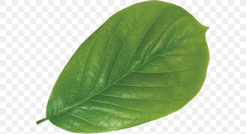 Leaf Poster Moutan Peony Plant Magnolia Denudata, PNG, 580x445px, Leaf, Advertising, Magnolia Denudata, Moutan Peony, Orchids Download Free