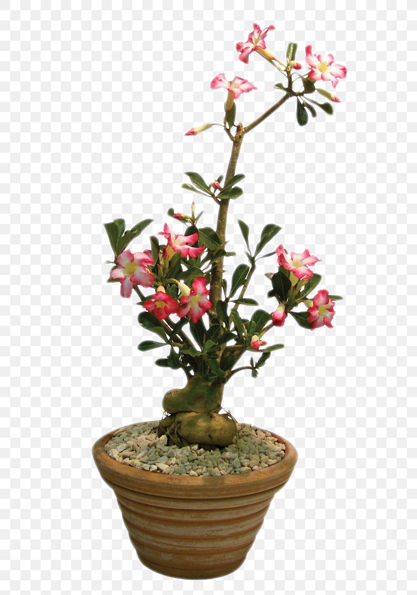 Plant Rose Shrub Adenium Obesum Flower, PNG, 709x1169px, Plant, Adenium, Adenium Obesum, Burknar, Cut Flowers Download Free