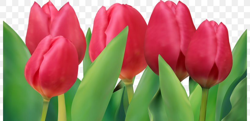 Tulip Euclidean Vector, PNG, 800x398px, Tulip, Bud, Cdr, Computer Graphics, Flower Download Free